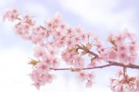 桜の季節